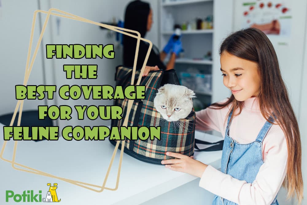best cat insurance plan