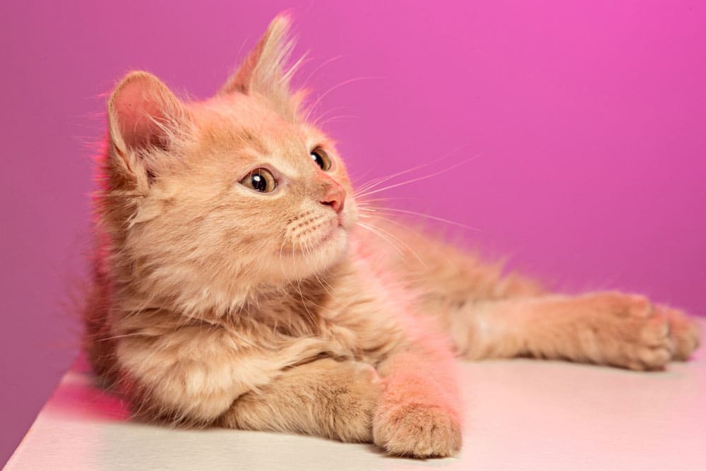 care and treatment coverage for senior cats