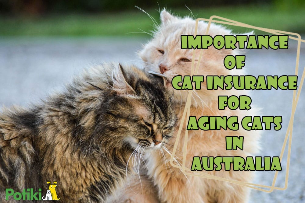 cat insurance for aging cats in australia
