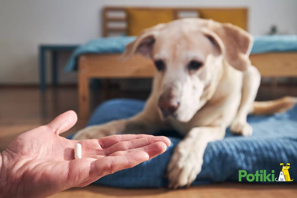 dog health insurance