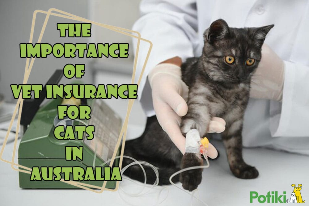 vet insurance for cats in australia