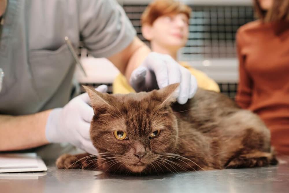 vet insurance for cats policy inclusions