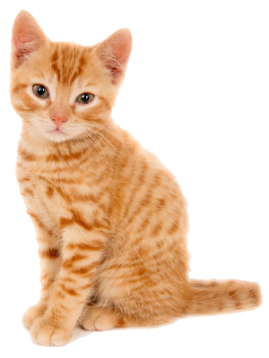 po cat faq