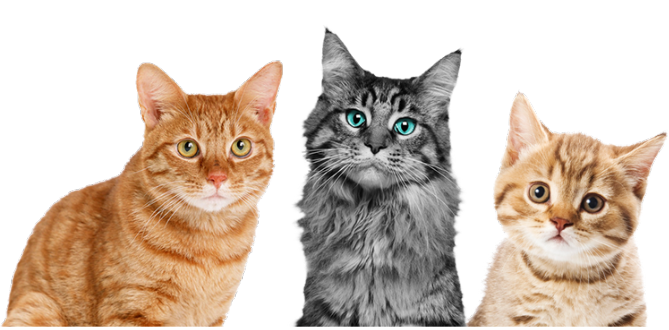 po cats banner