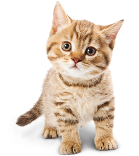 po cats banners