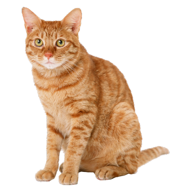 po cats banners1