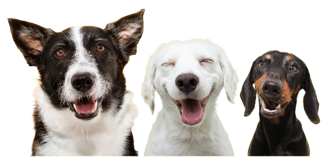 po dog banner removebg preview