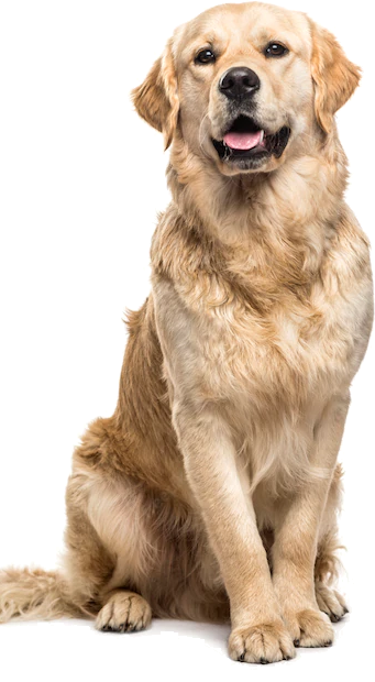po dog faq