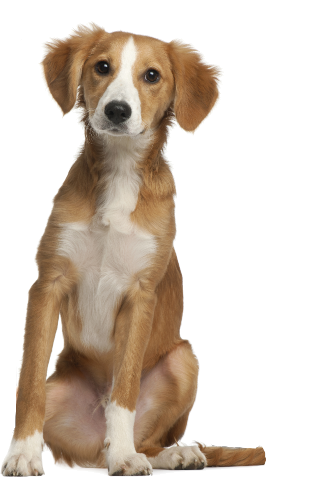po dogside point