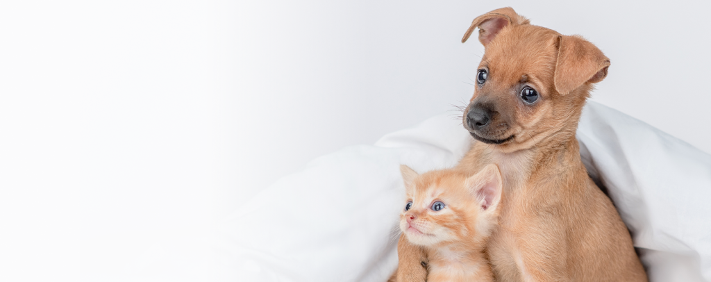 Palliative Care for Pets