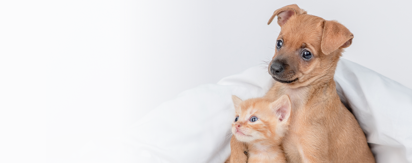 Palliative Care for Pets