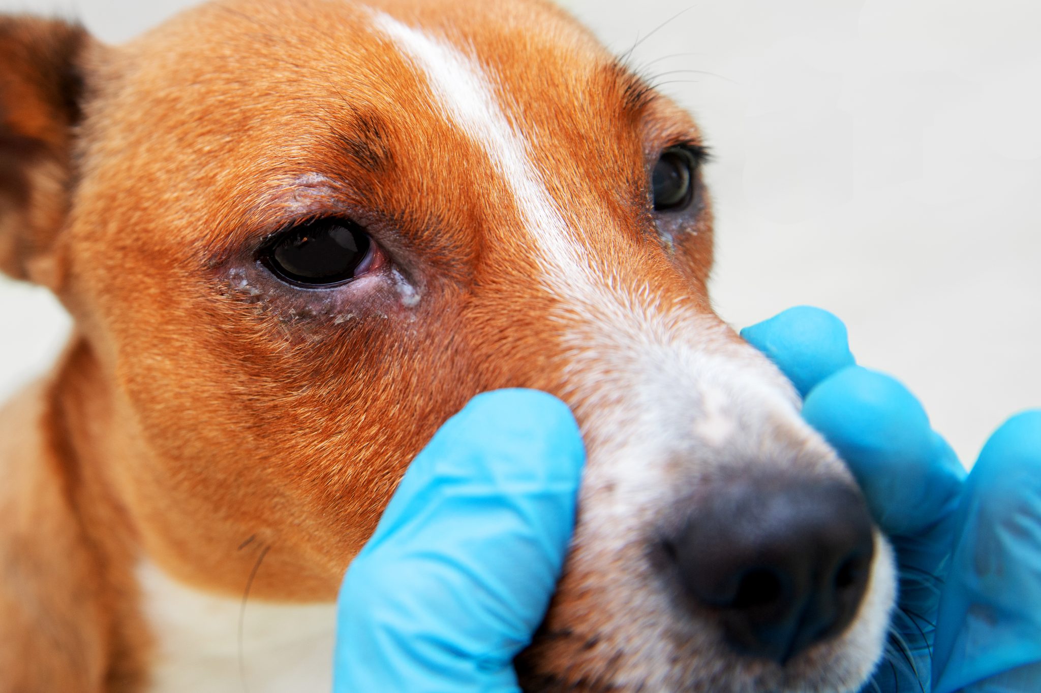 Sick,Dog,With,Infected,Crusty,Eyes,Examination.,Inspection,,Blepharitis.,Close
