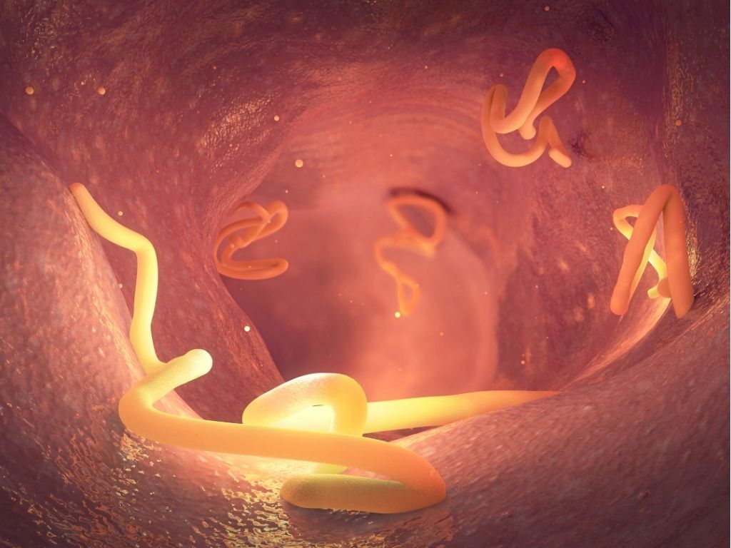 Intestinal Worms in Cats and Dogs