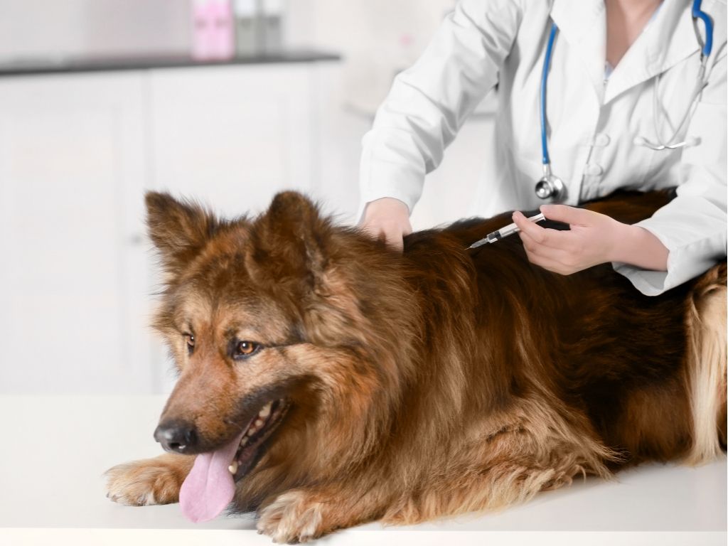 Pet Vaccines