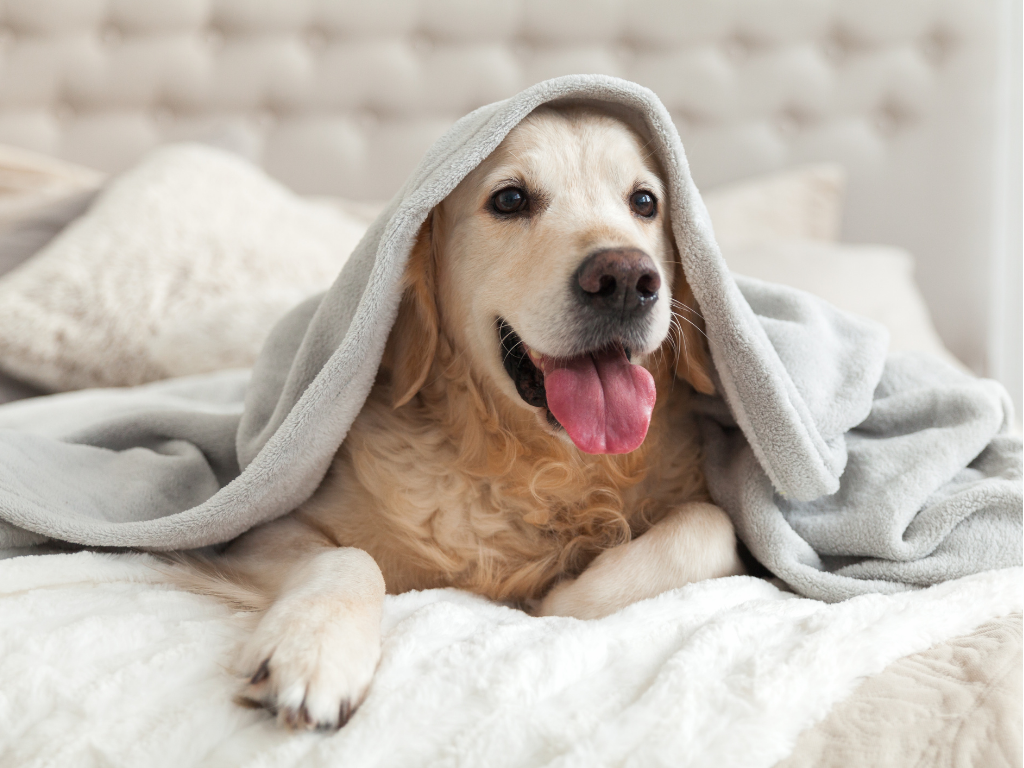 Pets Healthy and Safe During Winter