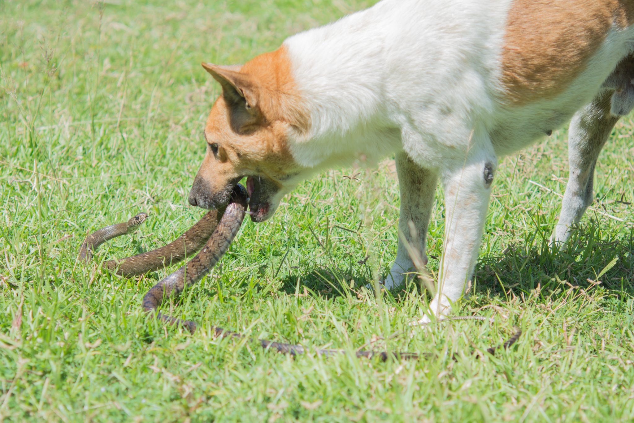 Pets and Snake Bites