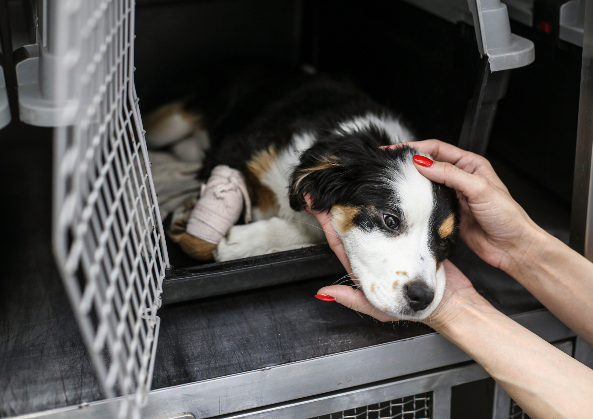 Adopting a Rescue Dog Or Cat Things to Consider