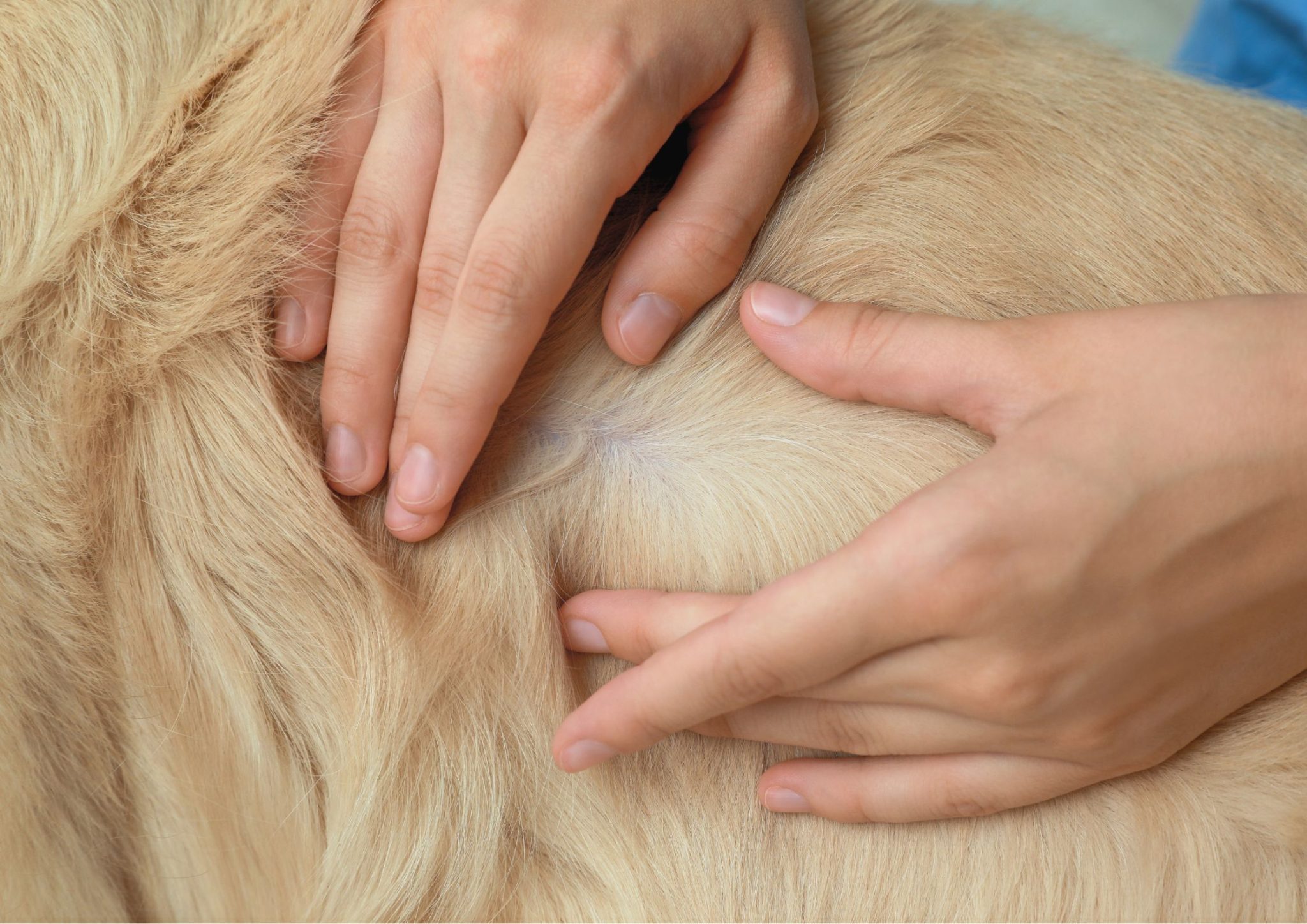 Protecting Your Pets from Paralysis Ticks