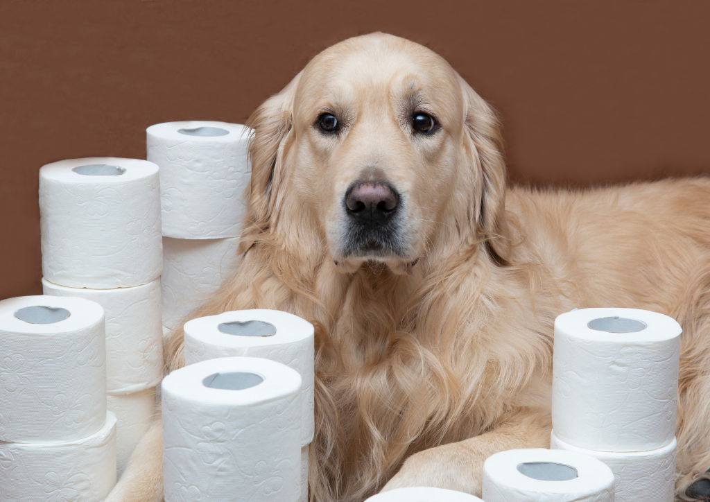 Toilet Training Puppies and Kittens
