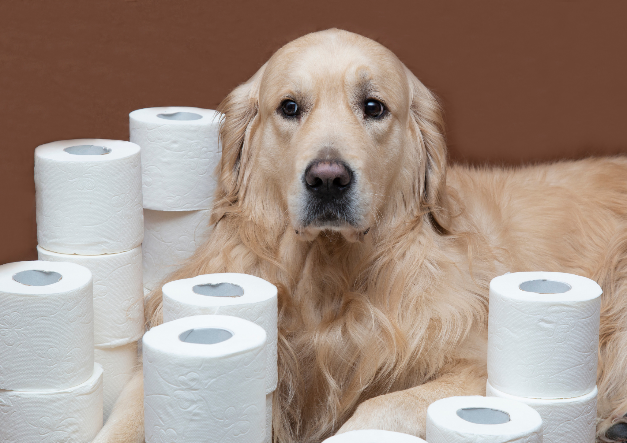 Toilet Training Puppies and Kittens