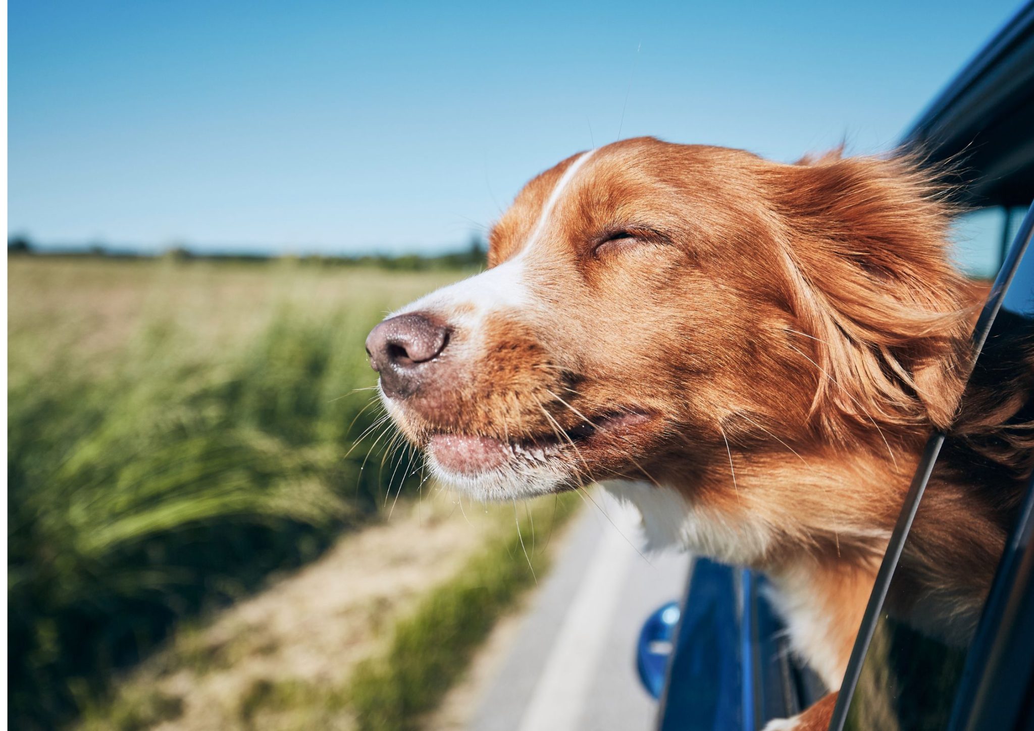 Travelling with Your Pet