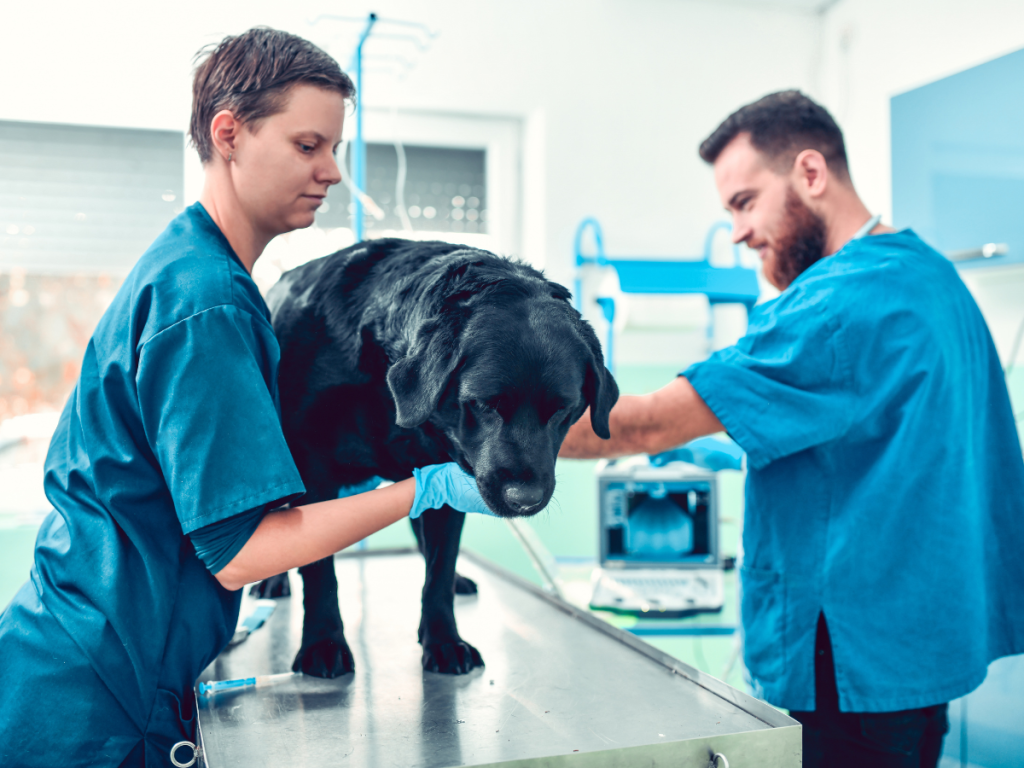 Preparing Your Pet for a Baby