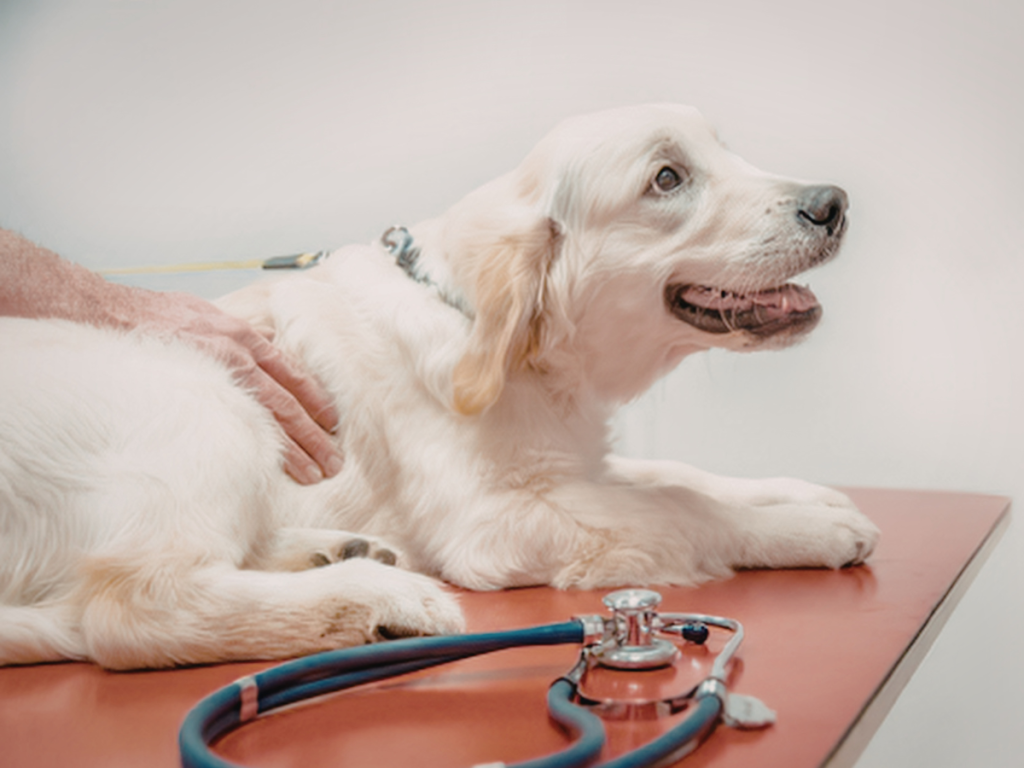 Veterinary Telehealth