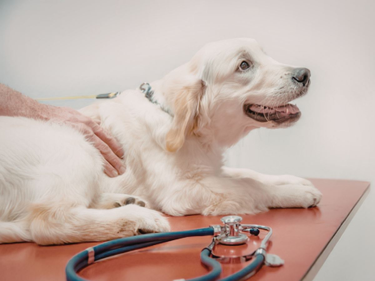 Veterinary Telehealth