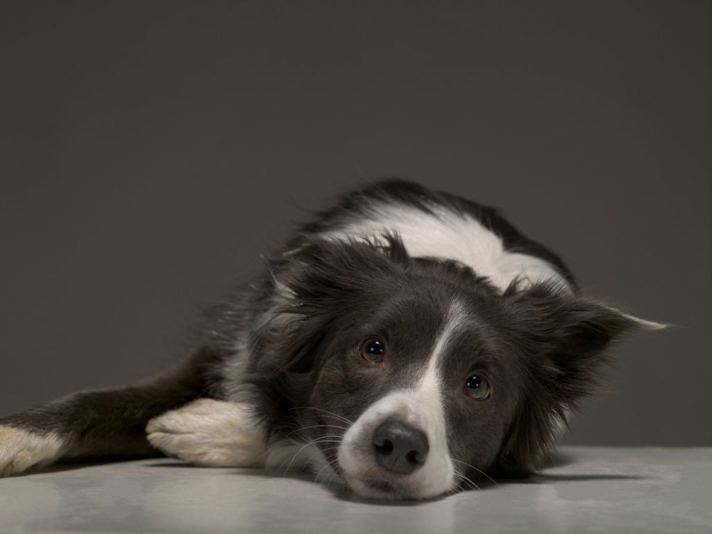 Canine Cognitive Dysfunction