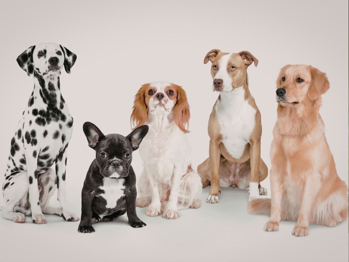 Dog Breed