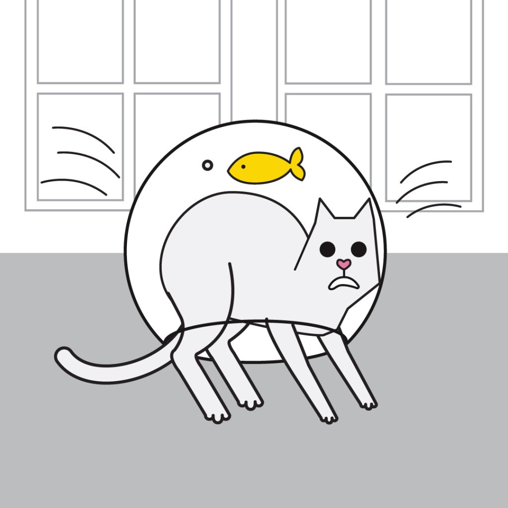 most expensive pet health conditions Australia